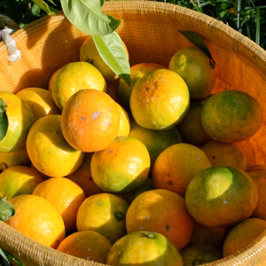 爽やかな酸味と甘味のバランスが◎（YN-26・極早生みかん・大小混合）