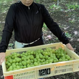 桐原千恵 | 桐印GRAPES