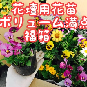 花壇・プランター用花苗ボリューム満点の福箱！