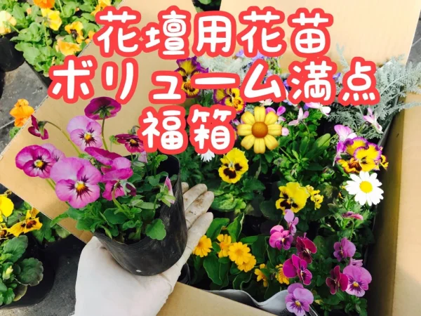 花壇・プランター用花苗ボリューム満点の福箱！
