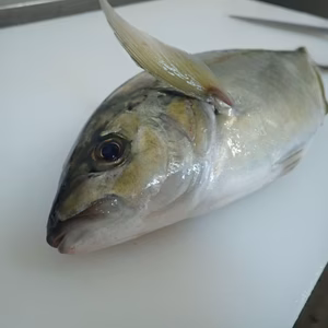 【お家時間】高級魚シマアジ1尾丸ごと（下処理なし）