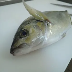 【お家時間】高級魚シマアジ1尾丸ごと（下処理なし）