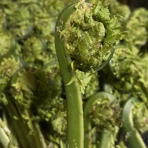 岩手県産　天然こごみ　山菜　(画像200g)