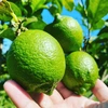The citrus【LEMON (green)】Ace