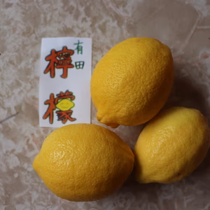 うちの春もの『レモン』( •̀∀•́)۶