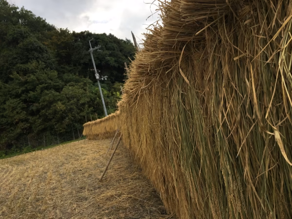 令和７新米◆農薬不使用棚田米◆天日干しだから生まれる深い旨さと甘味！ 農林22号