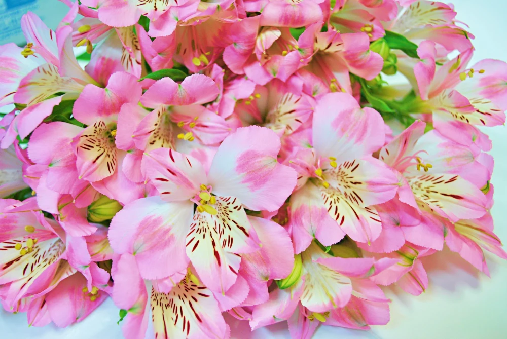 アルストロメリアの花束　15本