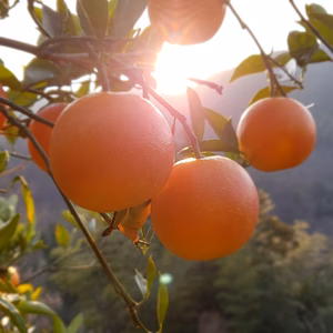 9㌔　小玉ブラッドオレンジ　ワックス不使用で皮まで安全安全