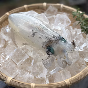 【松島産】アオリイカ（冷凍）