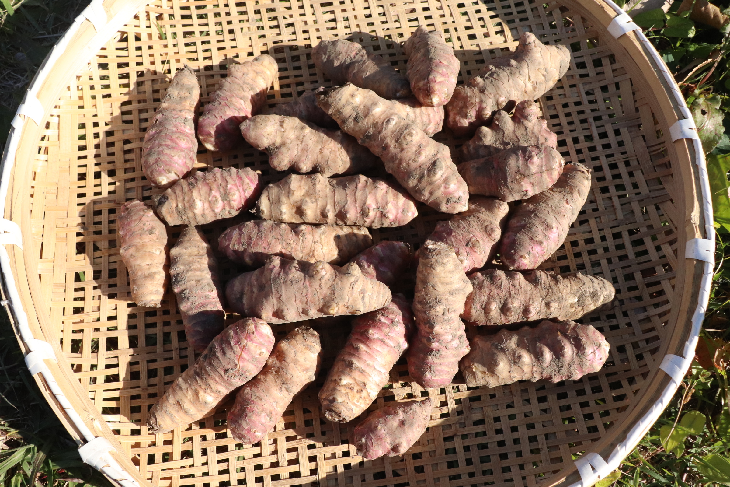 農薬肥料不使用・紫菊芋2kg 土つき紫菊芋2kg