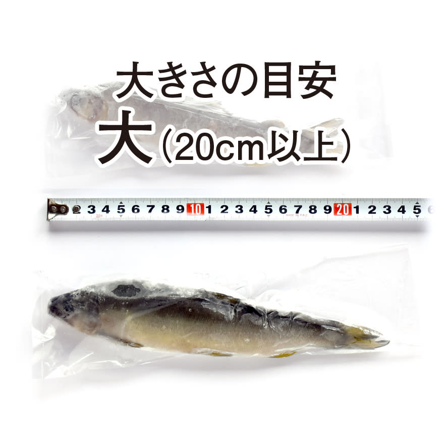 鮎 冷凍 大 しずかのあゆ 農家漁師から産地直送の通販 ポケットマルシェ