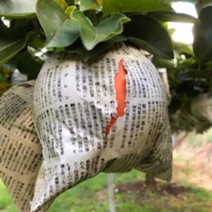 愛宕梨 ご家庭用の梨　7玉と6玉と8玉を合わせた品物