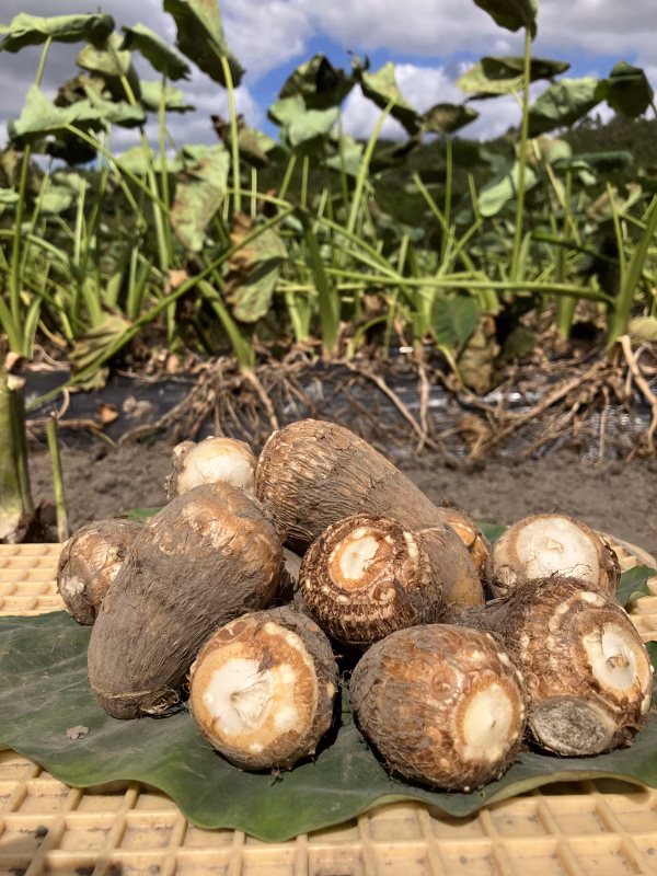 農薬不使用有機肥料栽培　おおふくの里芋　〜ねっとりとろとろ〜