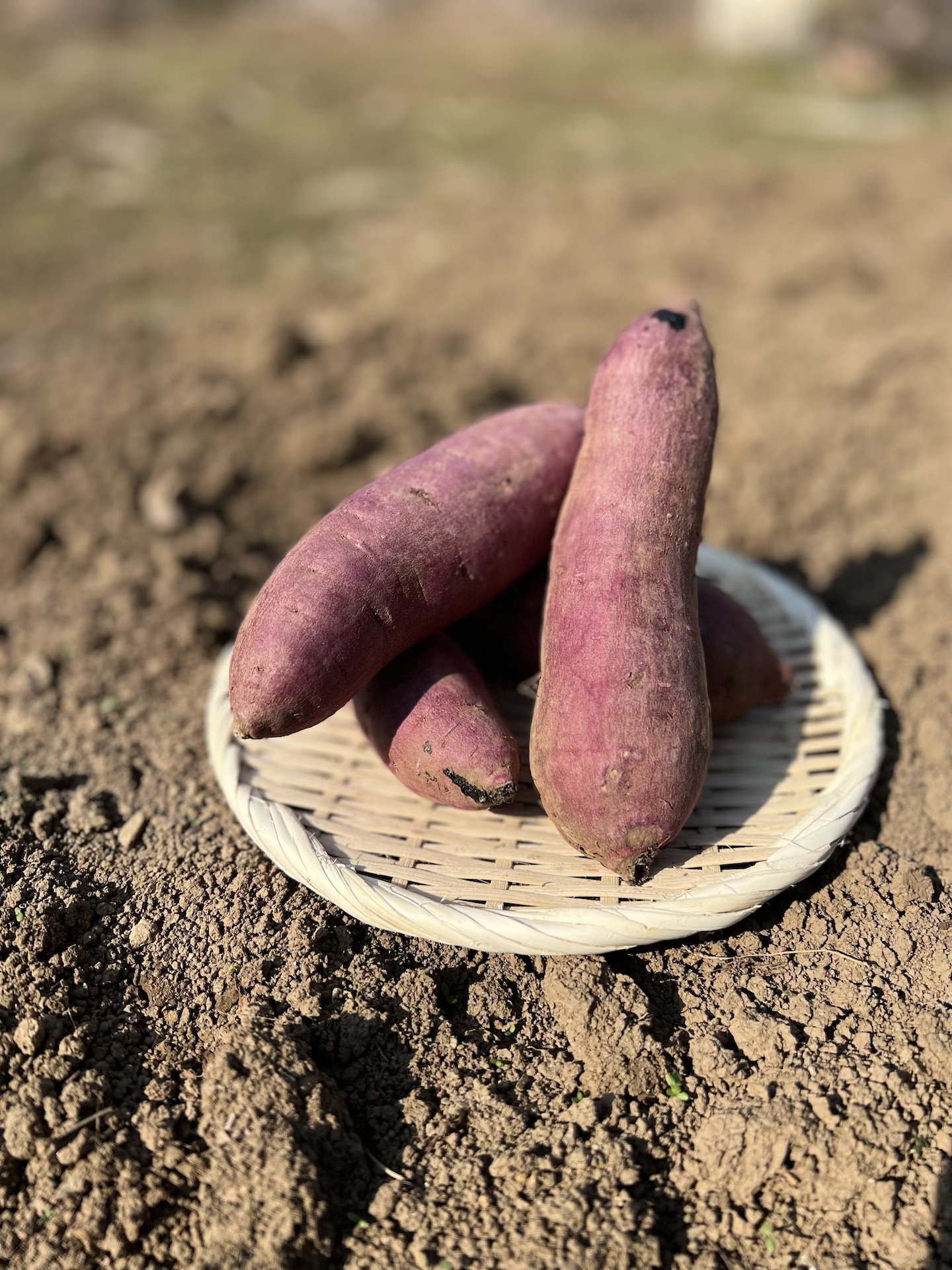 春先取りの ちび訳あり紅はるか10キロ さつま芋 サツマイモ 甘藷