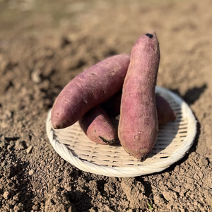 【人気品種】農薬不使用！熊本県産さつまいも　べにはるか