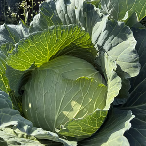 福岡県糸島産・あおぞら農園】朝採れキャベツ※甘みたっぷり・新鮮直送