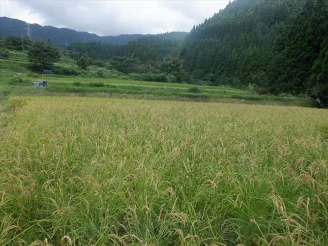 江戸時代の肥後米! 穂増(玄米)　5ｋｇ　天日干し・自然栽培　　令和5年度産