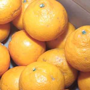 訳あり特価【農薬不使用】無農薬《驚きのおデブ》有田みかん