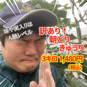 【常温配送/訳あり】3㎏（15〜20本）味や実入りはA級品／朝どれ新鮮きゅうり