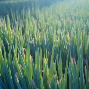 【予約】ついに鍋セットStart！「白ネギ＆白菜」あったまる白ネギ白菜セット