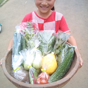 採れたて　千葉野菜9種　定期便