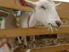 長野県産山羊の白カビチーズ（ファルカディーレ）