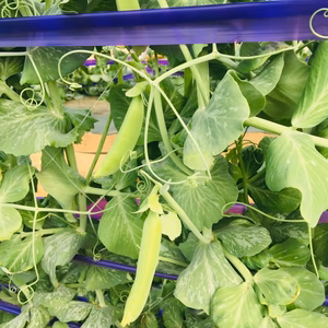 一度は食べて欲しい激ウマ！スナップエンドウ