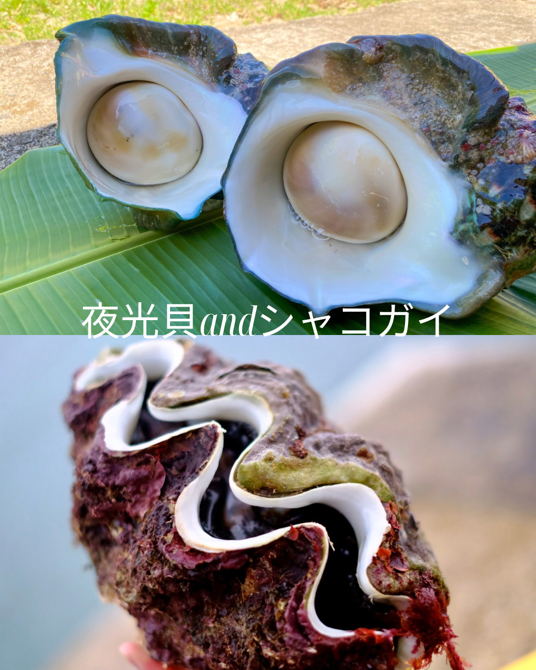 夜光貝　6個セット　ふた付き　徳之島 🌻さん、喜んでくれてありがとう😊 #shellcarving #夜光貝アクセサリー