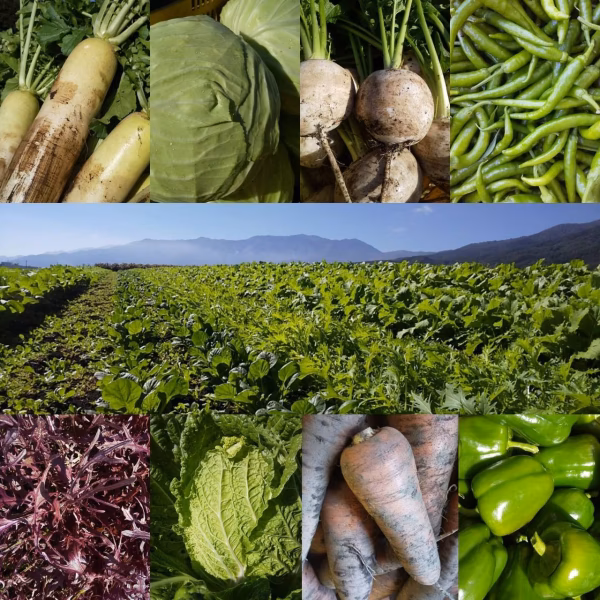 朝採り！無農薬無化学肥料 信州伊那谷★旬の野菜セット10/22発送