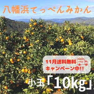出荷は11月下旬ごろ予定【10㎏/2S】小玉　てっぺんみかん