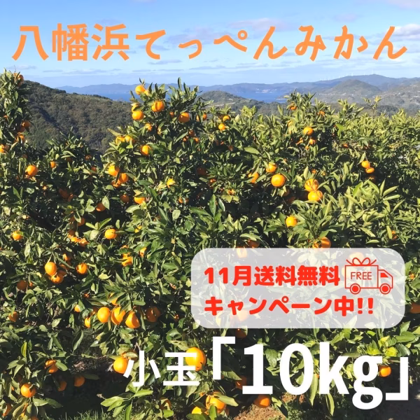 出荷は11月下旬ごろ予定【10㎏/2S】小玉　てっぺんみかん