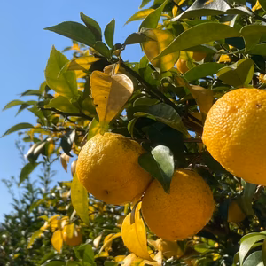 そろそろ残りわずか！清流で育った柚子　柚子ジャム、シロップづくりにいかがですか？