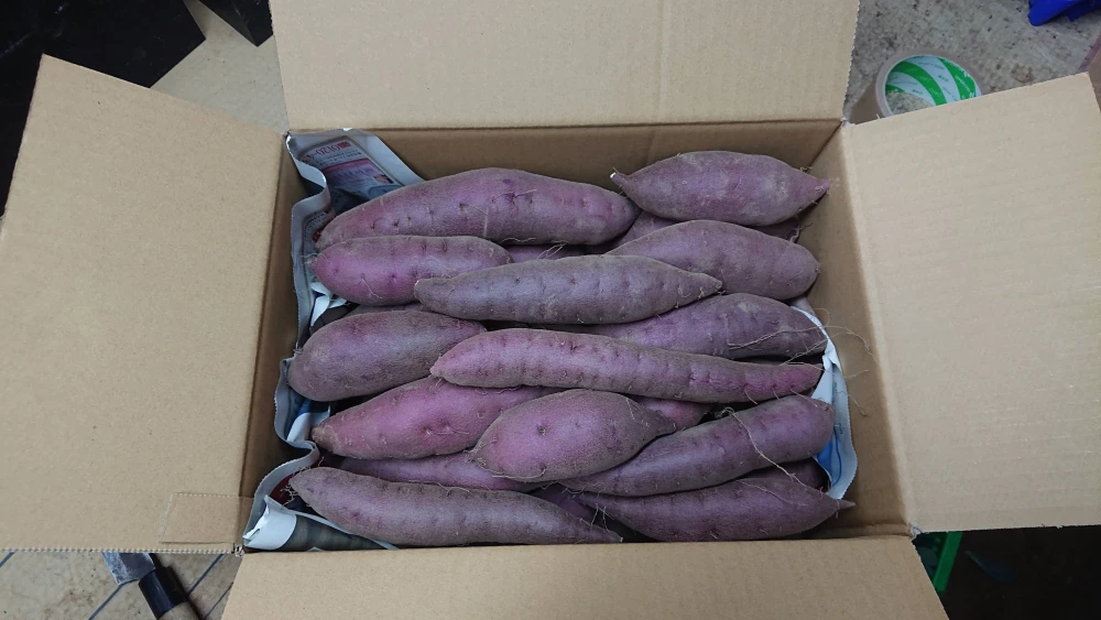 ホクホクして甘い！砂丘のさつまいも