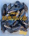 旨い‼️陸奥湾産ムール貝✨️特大サイズ✨(日付指定可)