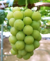 【ご進物用】桃太郎ぶどう※クール冷蔵便