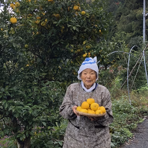 【今が旬】無農薬柚子玉（2k～３ｋgバラ詰め）