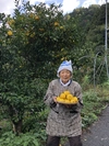 【お買得】無農薬柚子（10kg）