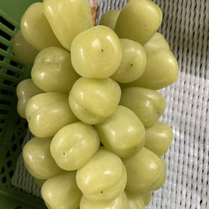 ウルトラビッグ！No.1王者の風格特選　雄宝　ぶどう極大粒大房1.7キロ以上房