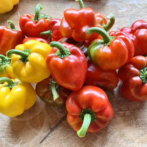 送料無料！肉詰め用（赤黄）小さなパプリカ16玉セット