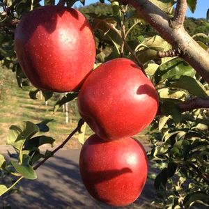 優しい甘味が特徴、家庭用リンゴ「シナノスイート」