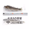 鮎（冷凍・中）～しずかのあゆ～