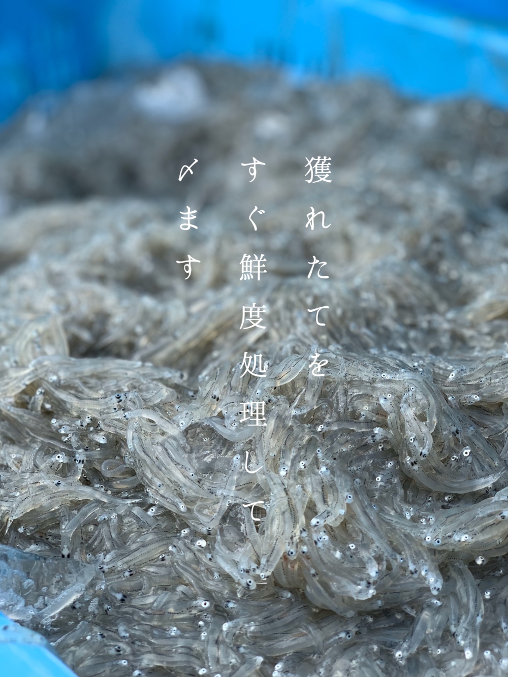 同梱 天日干ししらすと生白魚沖漬けのセット 農家漁師から産地直送の通販 ポケットマルシェ