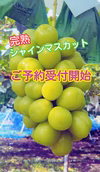 【2021年10月発送】【完熟シャインマスカット 長野県産】1.7㎏（3房)
