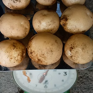 秋じゃが　椎茸　芽キャベツ　ふきのとうのセット