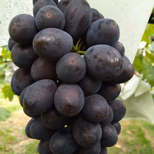 知る人ぞ知る幻のぶどう  高尾