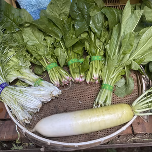 鈴木清友農園　無農薬野菜　80セット