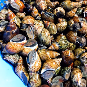 大中小ミックス色々楽しんで♪活き発送‼️黒バイ貝 ‼️　