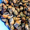 大中小ミックス色々楽しんで♪活き発送‼️黒バイ貝 ‼️　