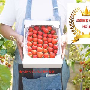 まるでいちご狩り！苺３品種以上食べ比べ朝採り新鮮完熟苺（1ｋｇ）