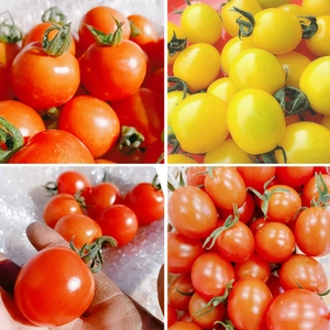 採れたてそのままミニトマト！大人気の品種３種類セット